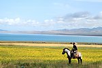 青海油菜花