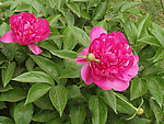 芍药