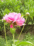 芍药
