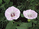 牵牛花