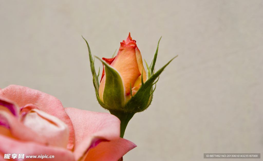 月季花 含苞待放
