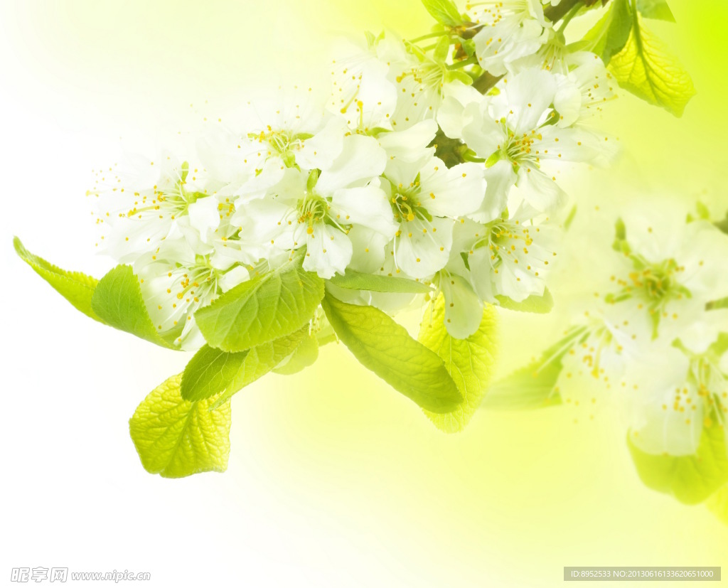 鲜花