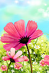 格桑花