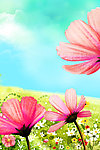 格桑花