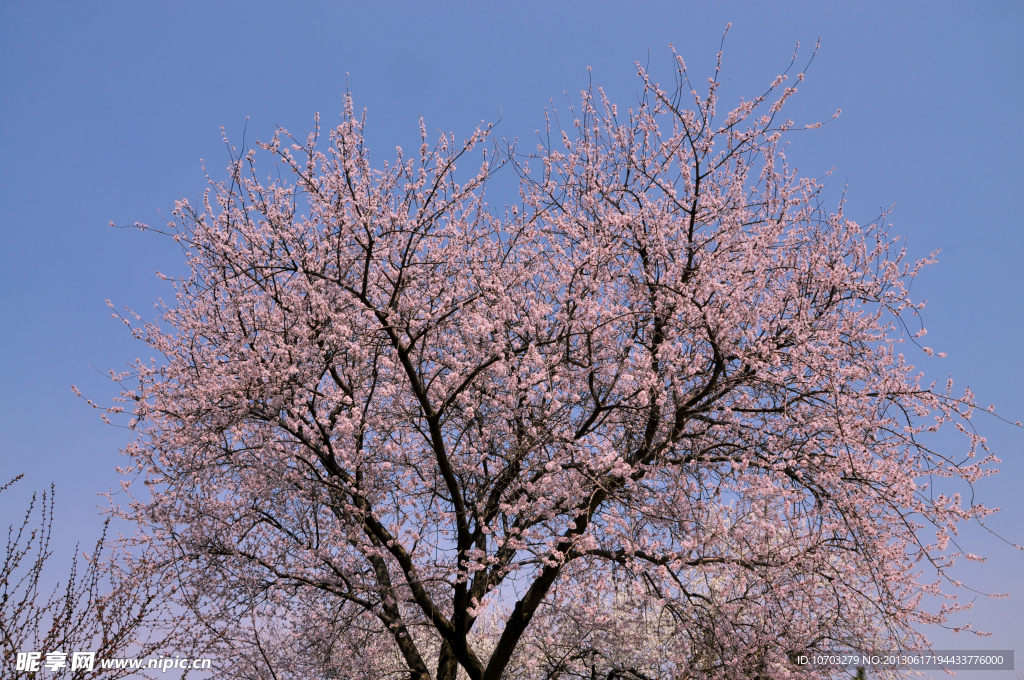 桃花树