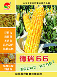 德瑞66宣传海报