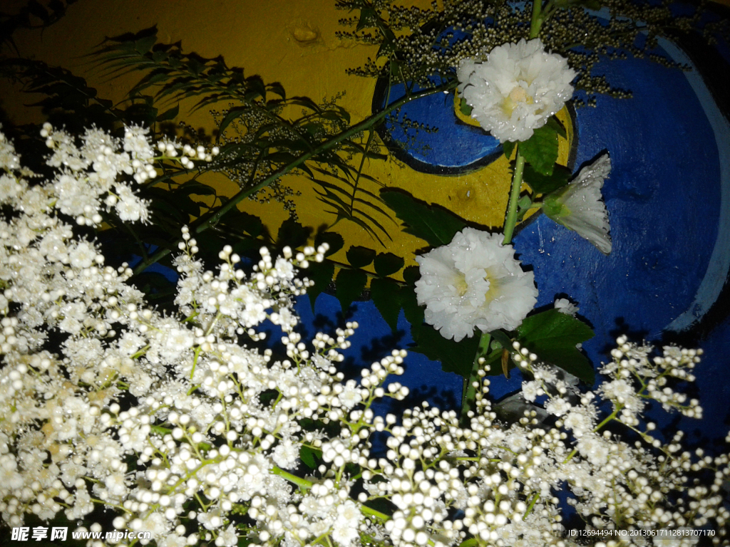 蜀葵 满天星