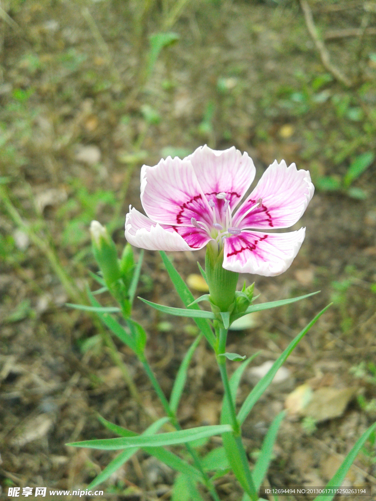 石竹花