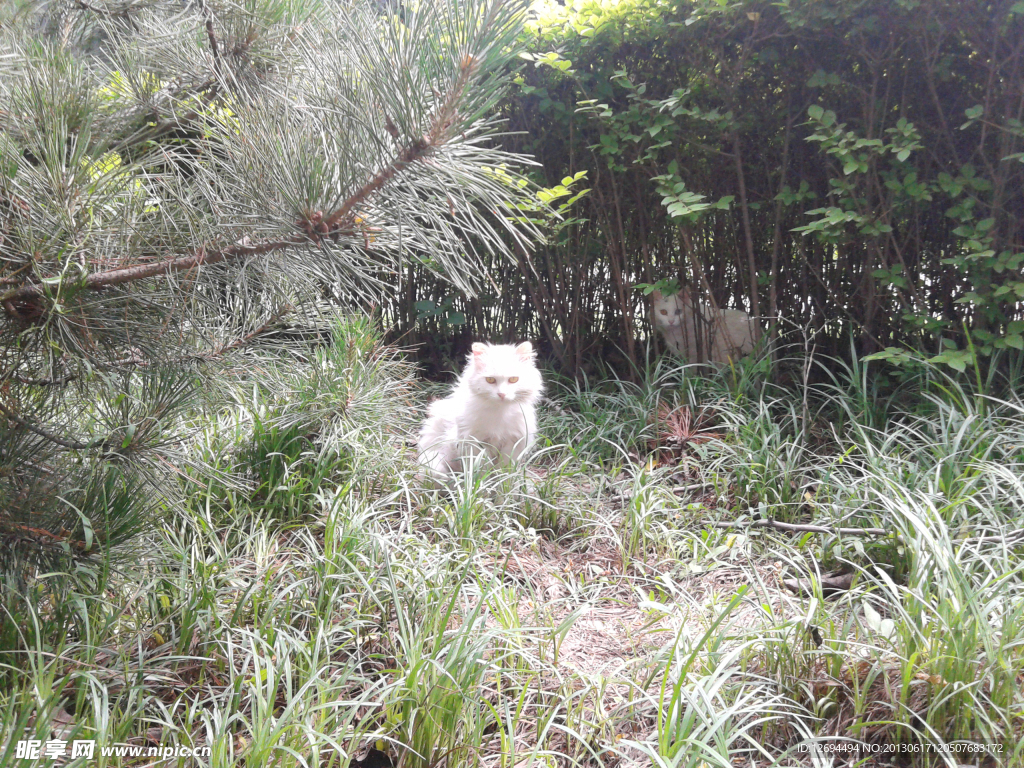 流浪猫