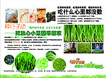 绿色种子 芽苗菜