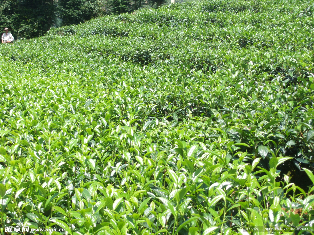 茶叶素材