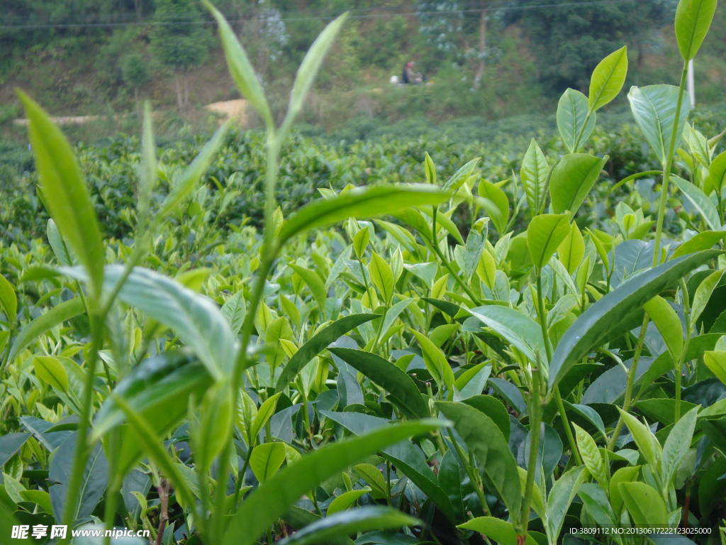 茶叶素材图片