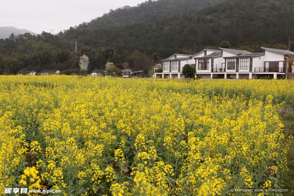 油菜花