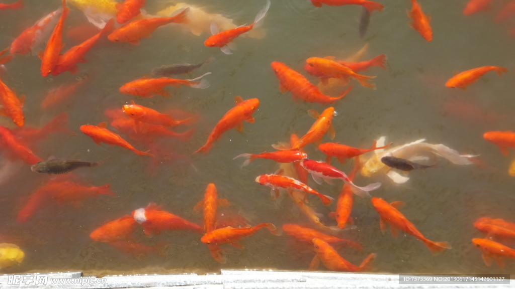 鲤鱼