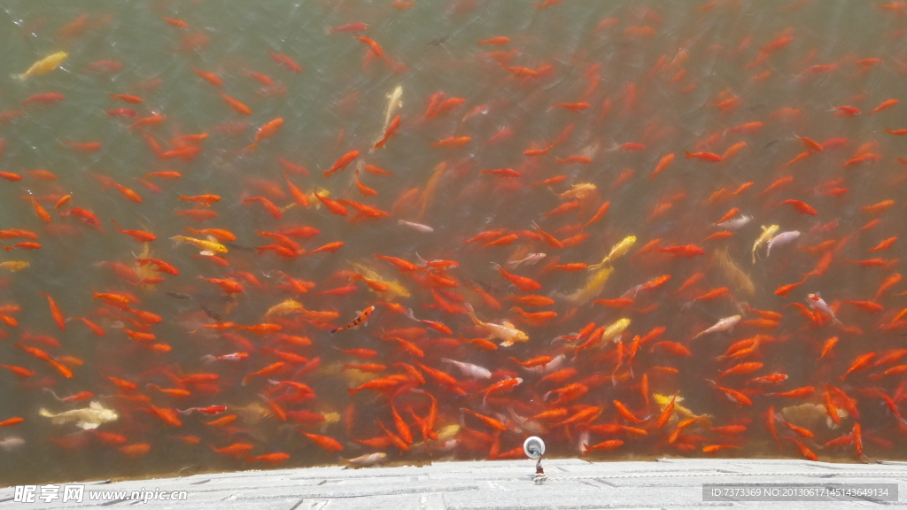 一群鲤鱼
