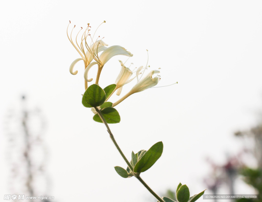 金银花