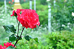 月季花