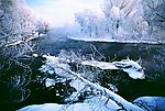 中国·伊春 雾松