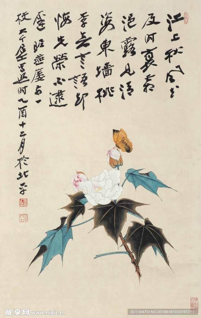 芙蓉蝴蝶
