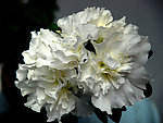 杜鹃花