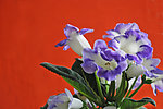 芙蓉花