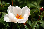 随拍校园芍药花