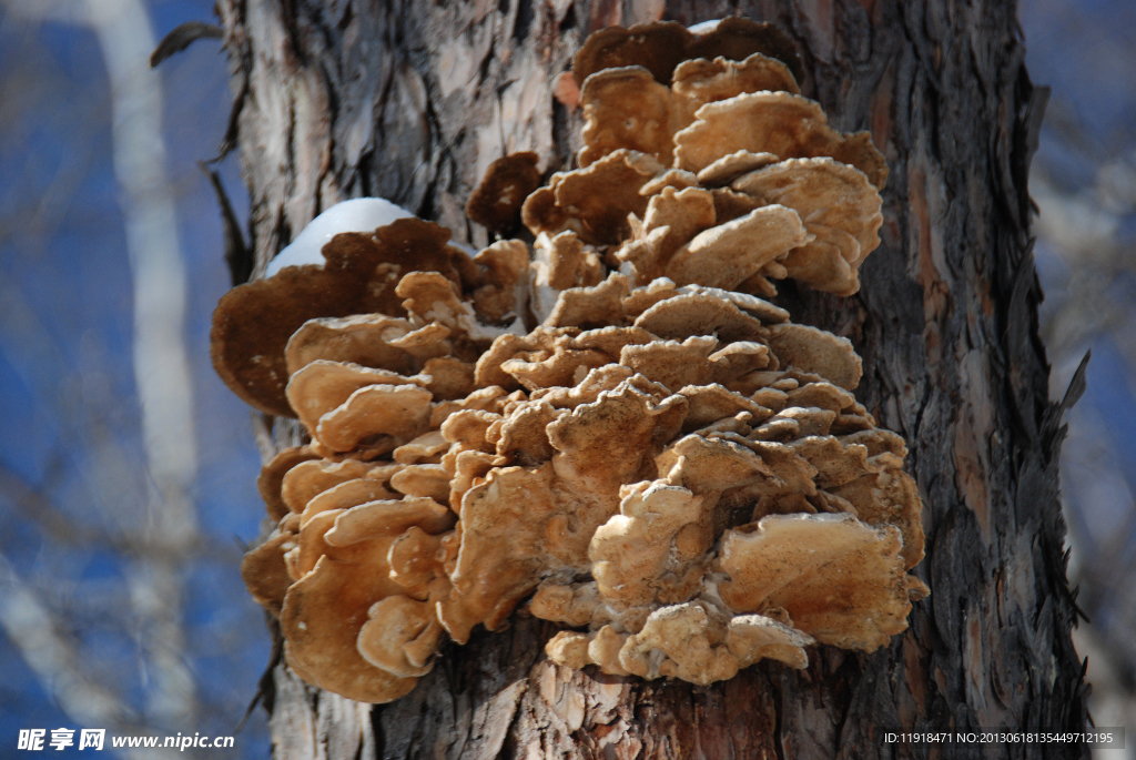 松树上的蘑菇
