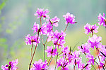 烂漫杜鹃花