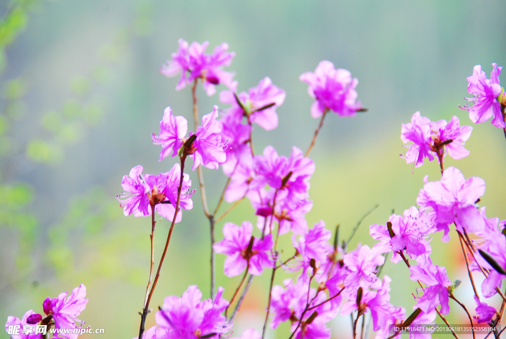 烂漫杜鹃花