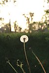 夕阳 蒲公英
