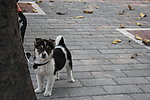 狗狗