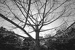 黑白风景gif