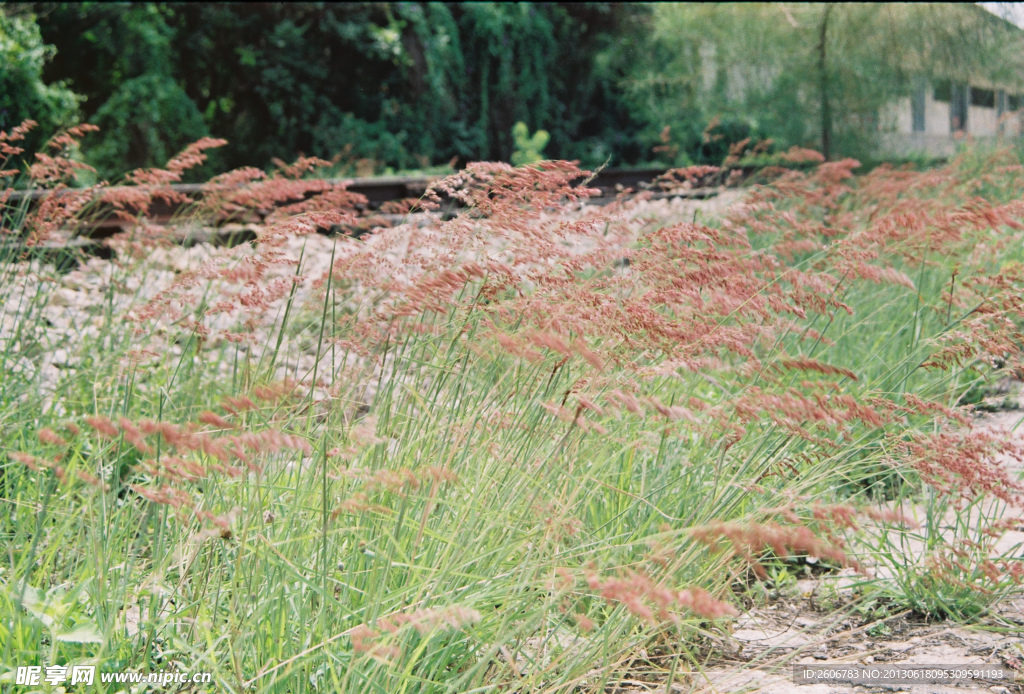 野草