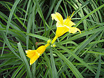 黄花