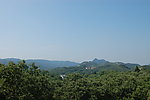 鄂东板栗