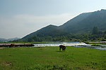 大崎山水