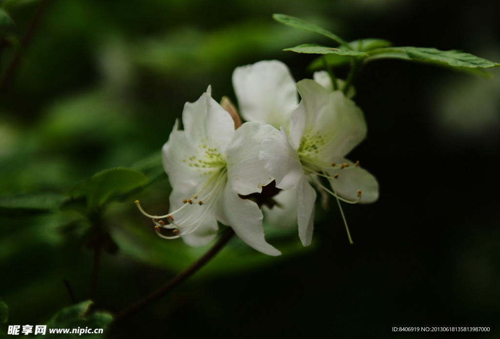 黄丫口野生杜鹃