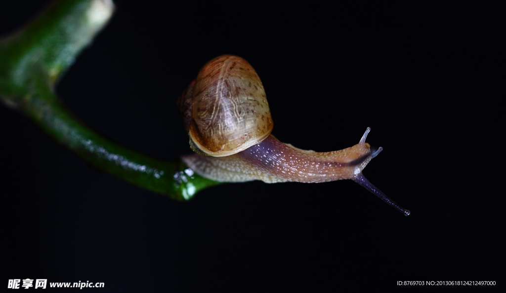 蜗牛