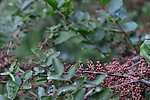 花椒树
