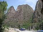 山树