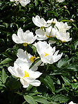 春天校园芍药花