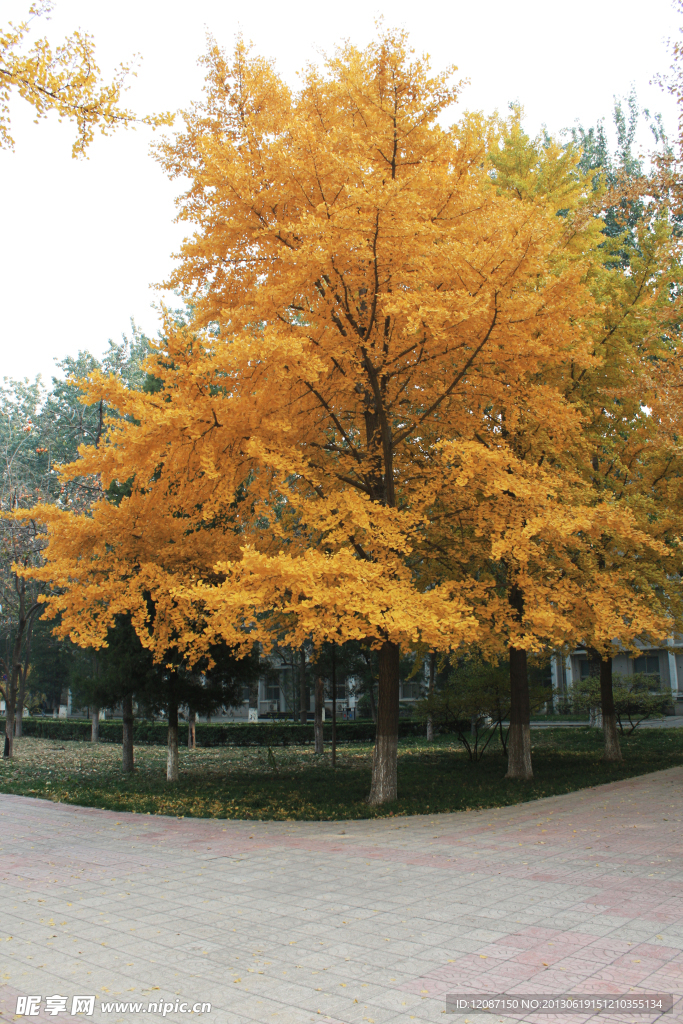 银杏树
