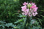 醉蝶花