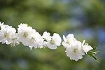 梨花