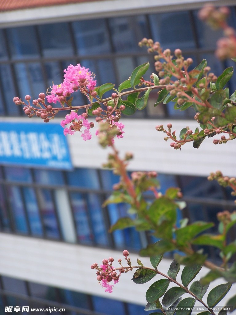 紫薇花