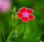 石竹花