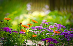 花丛