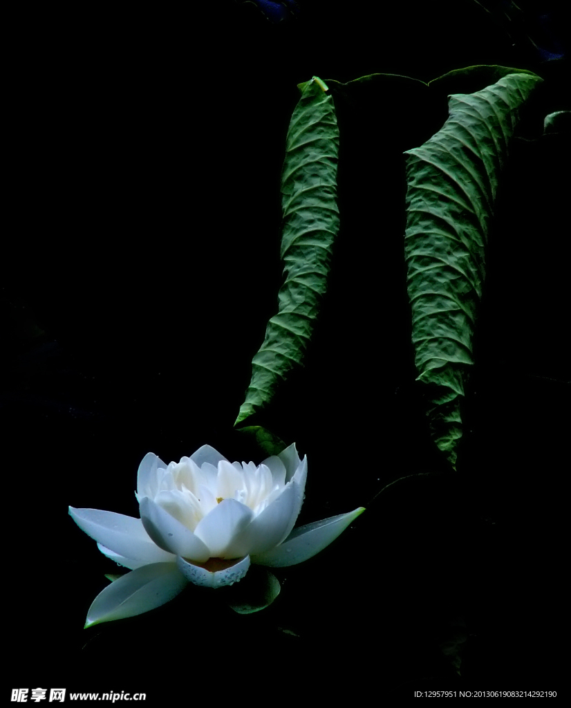 荷花