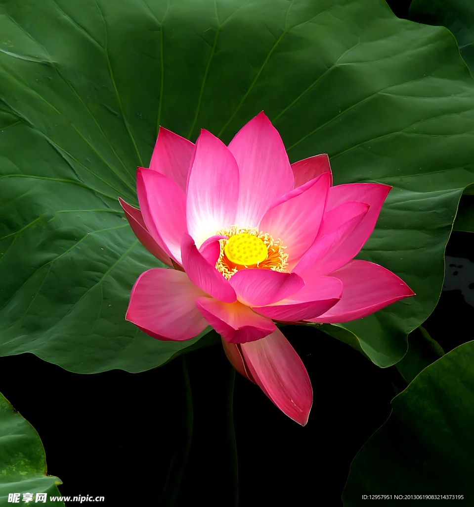 荷花