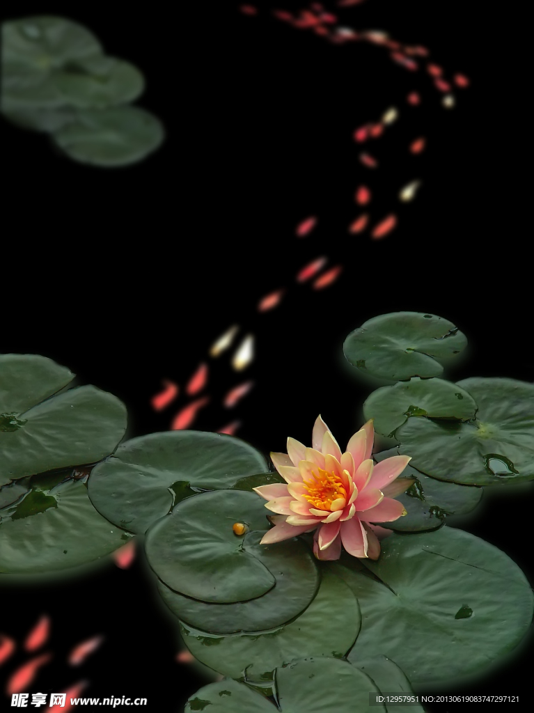 莲花